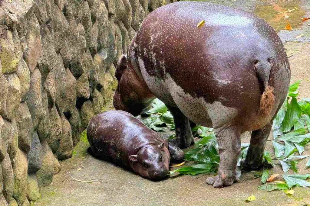 Thaïlande : un bébé hippopotame nain devient une star sur les réseaux sociaux