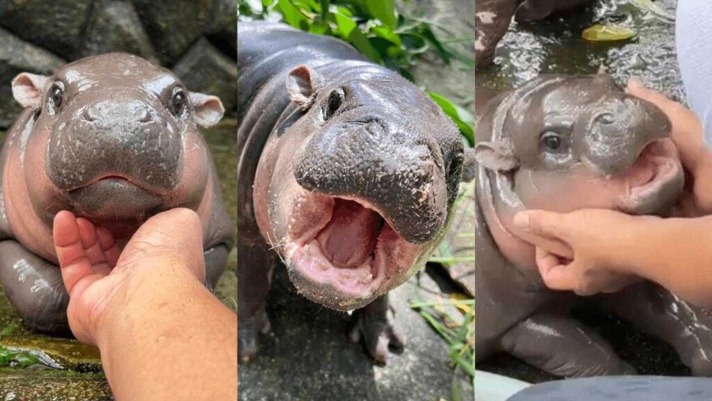 Thaïlande : une touriste fait 18h de vol juste pour voir Moo Deng