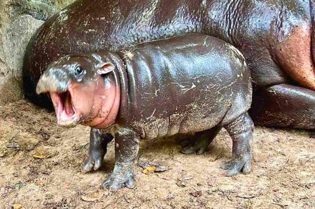 Thaïlande : un bébé hippopotame nain devient une star sur les réseaux sociaux
