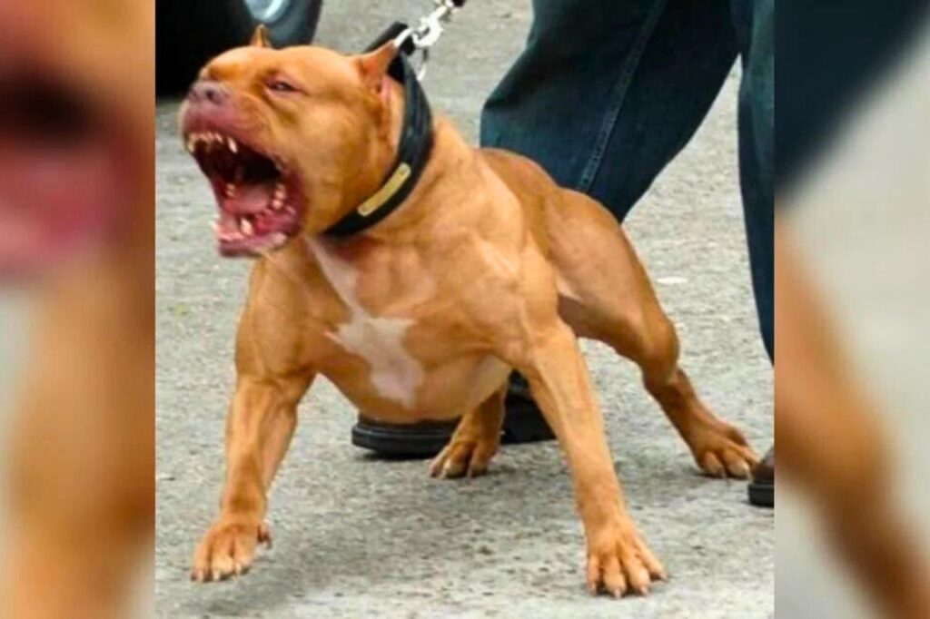 Thaïlande : appels à un contrôle des chiens dangereux après des attaques mortelles