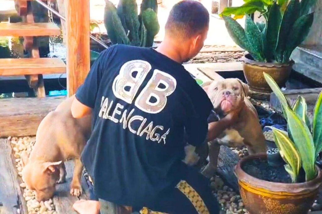 Un homme tué par les chiens American Bully de son frère en Thaïlande