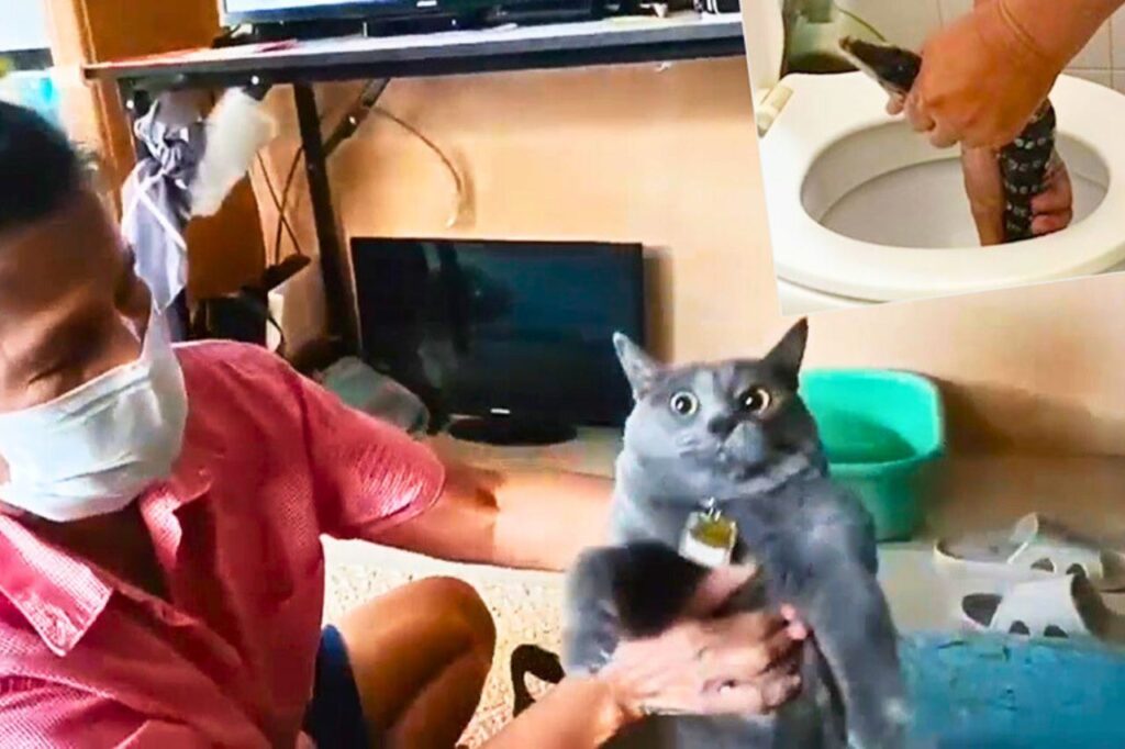 Thaïlande : l'effroi des chats alerte des habitants sur un animal dangereux