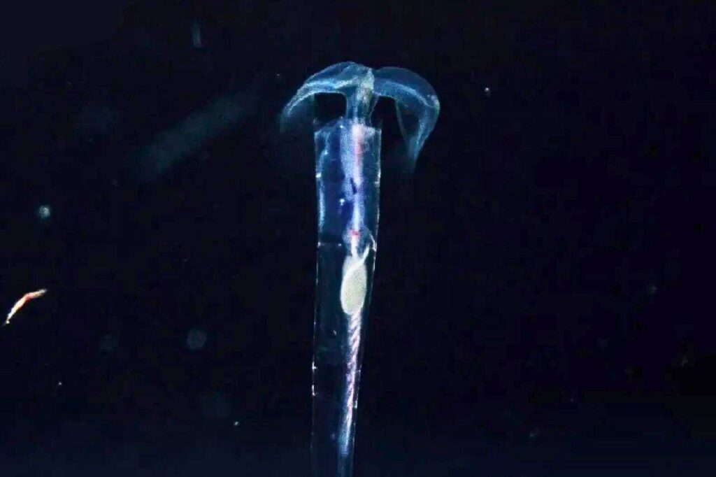 Thaïlande : les touristes fuient une plage à cause de mystérieuses créatures