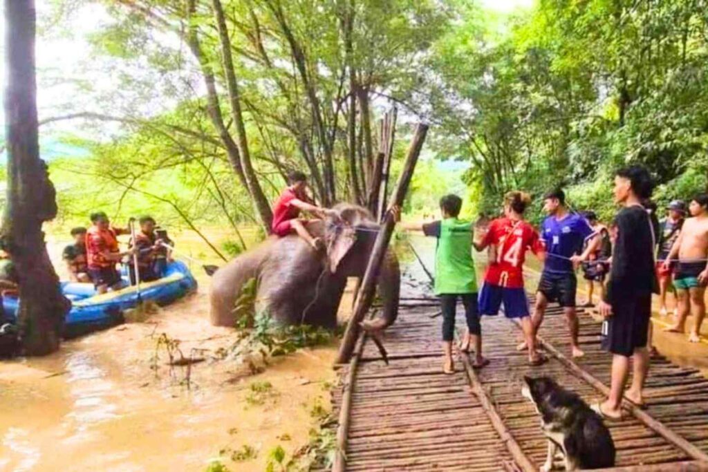 Thaïlande : les éléphants en sécurité mais les inondations continuent de dévaster Chiang Mai
