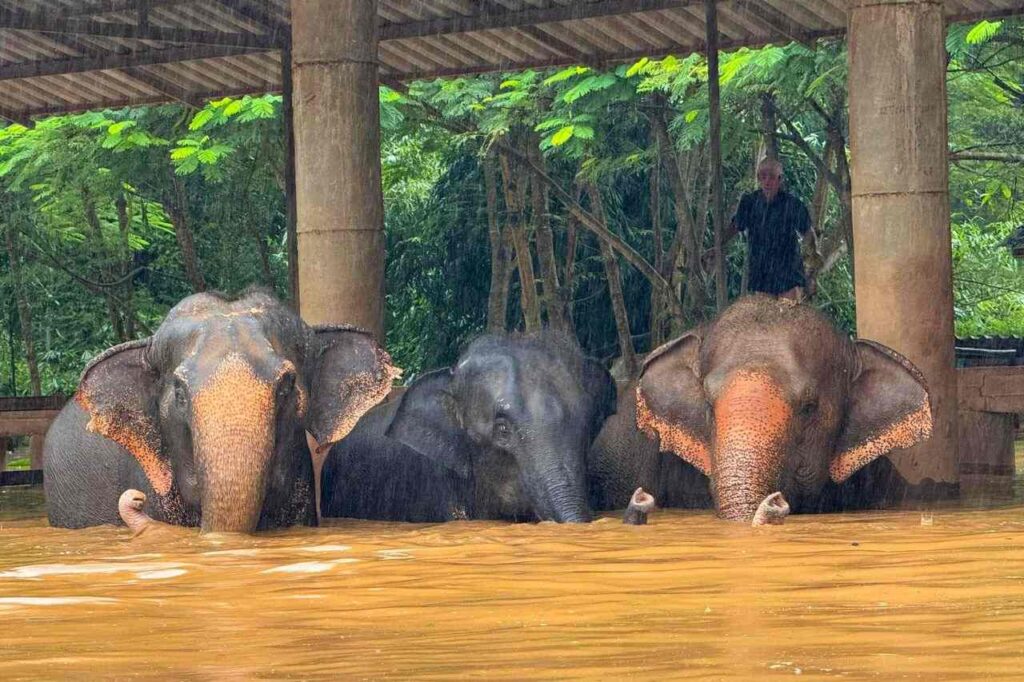 La Thaïlande se mobilise pour sauver des éléphants victimes des inondations