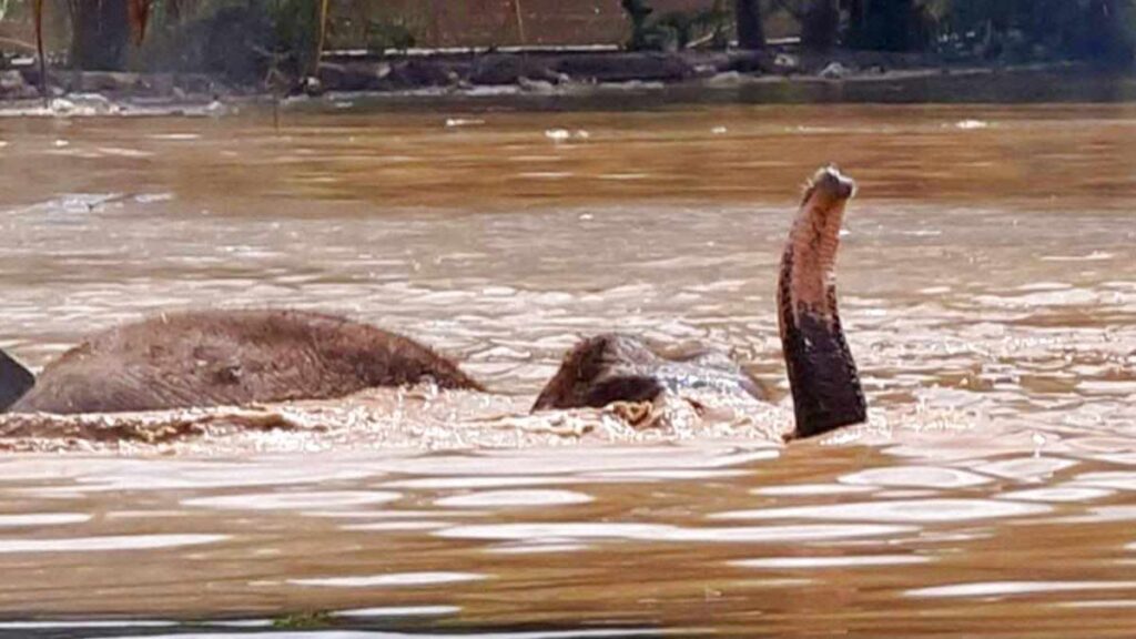 Thaïlande : les inondations ravagent Chiang Mai, les touristes évacués