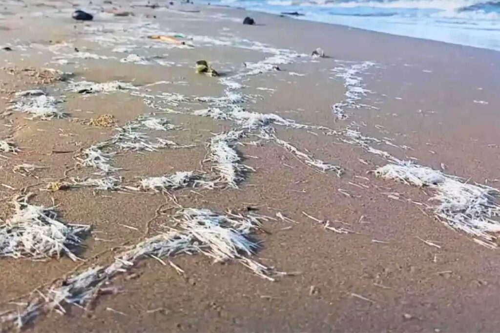 Thaïlande : les touristes fuient une plage à cause de mystérieuses créatures