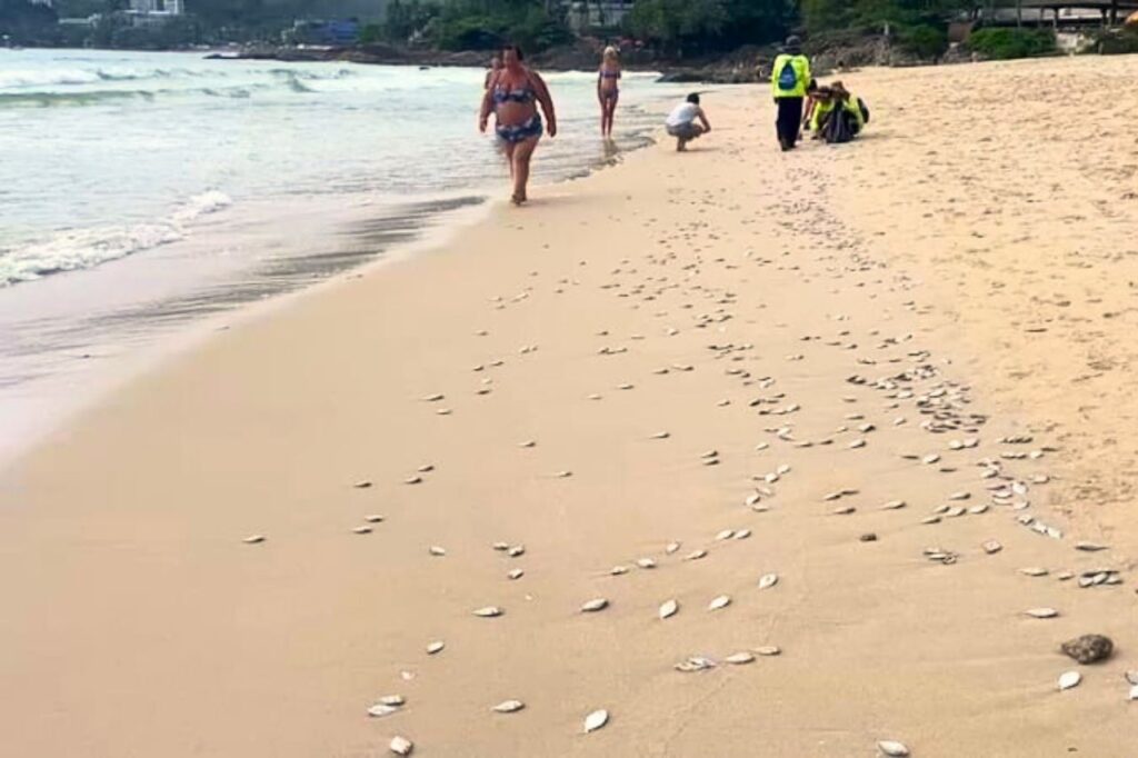 Thaïlande : des milliers de poissons s'échouent sur une plage de Phuket
