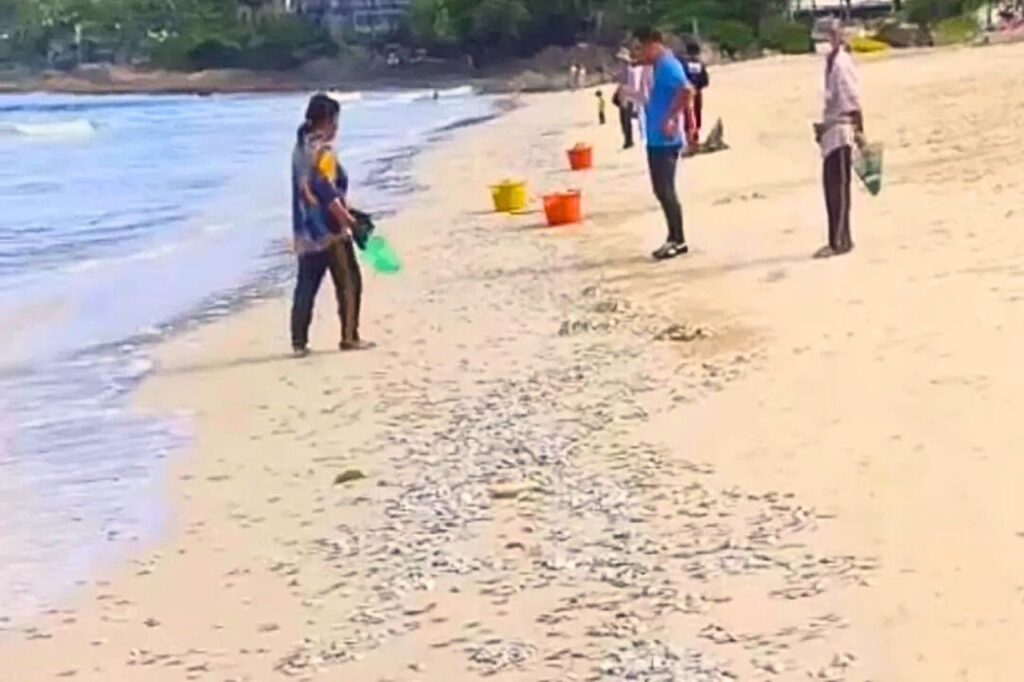 Thaïlande : des milliers de poissons s'échouent sur une plage de Phuket