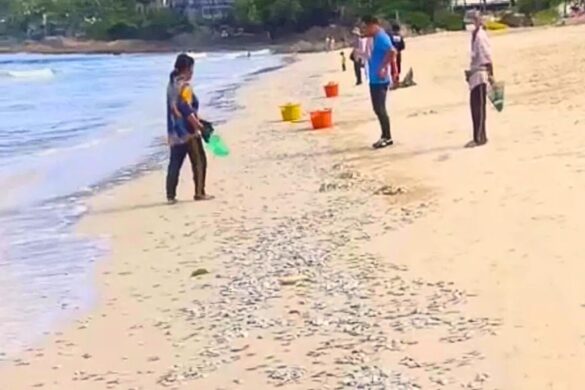 Thaïlande : des milliers de poissons s&rsquo;échouent sur une plage de Phuket