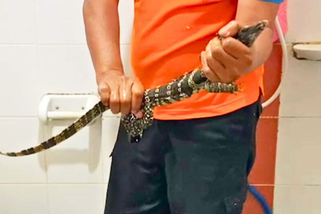 Thaïlande : l'effroi des chats alerte des habitants sur un animal dangereux
