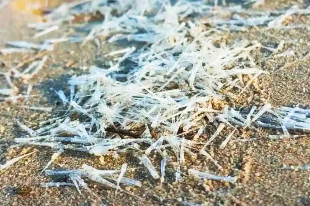 Thaïlande : les touristes fuient une plage à cause de mystérieuses créatures