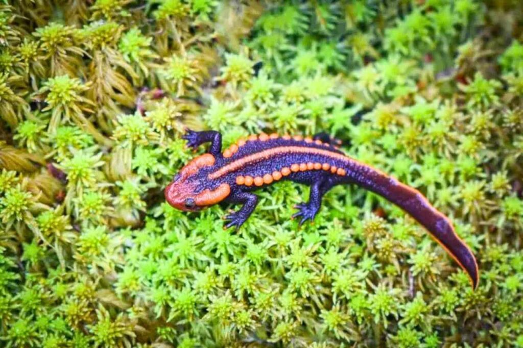 Découverte d'une nouvelle espèce de triton crocodile en Thaïlande