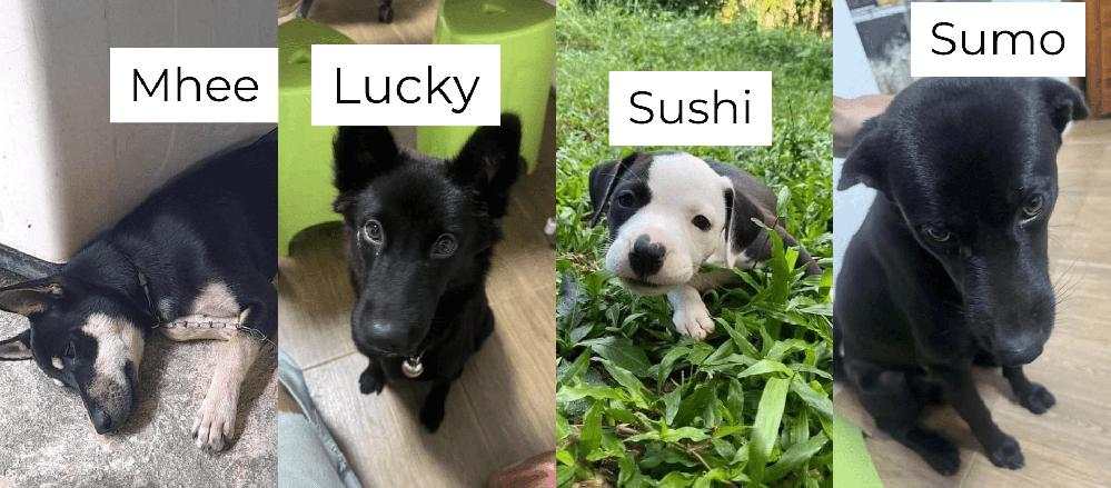 Thaïlande : un homme adoptait des chiens sur Facebook pour les manger