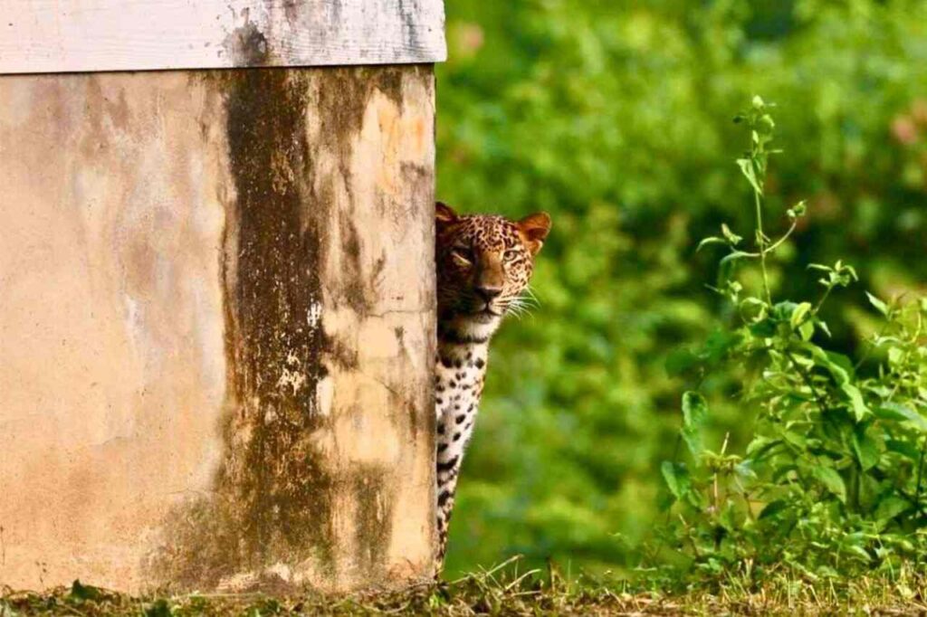 Un léopard aperçu dans un parc national du centre de la Thaïlande