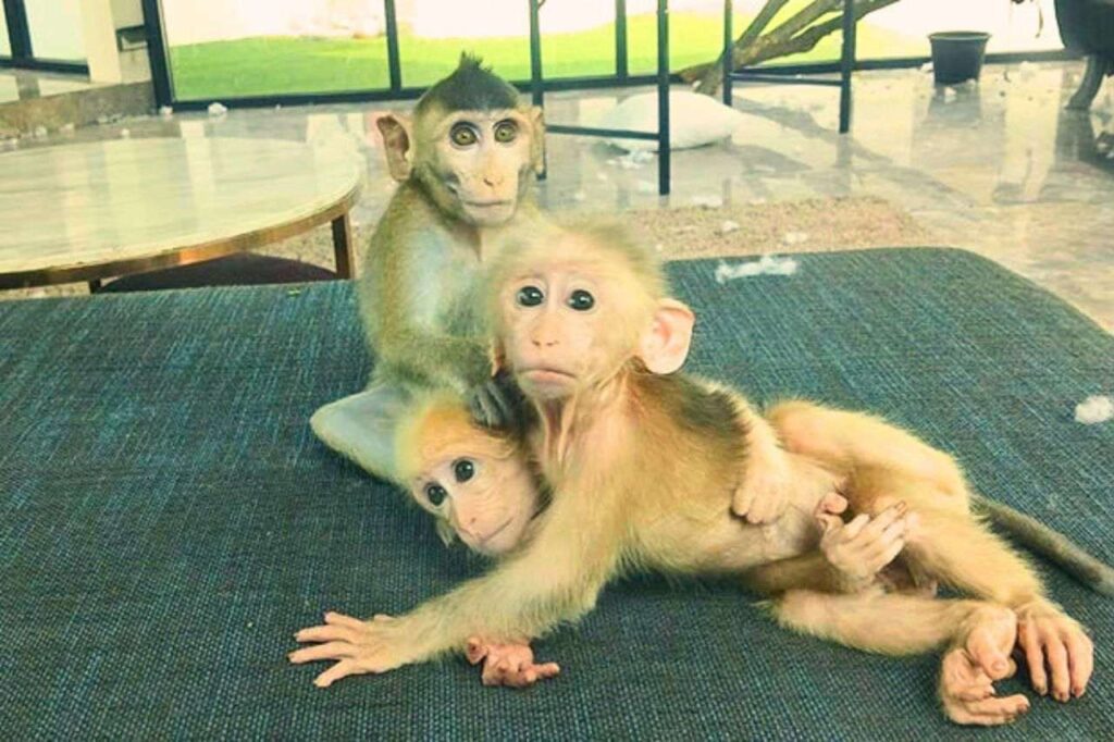Un Français inculpé en Thaïlande pour détention illégale de bébés macaques