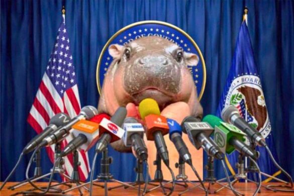 Le célèbre hippopotame de Thaïlande Moo Deng prédit la victoire de Trump