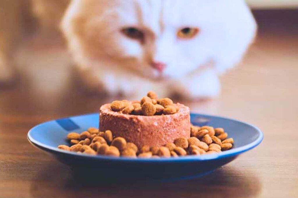La Thaïlande est le 4e exportateur mondial d'aliments pour animaux de compagnie