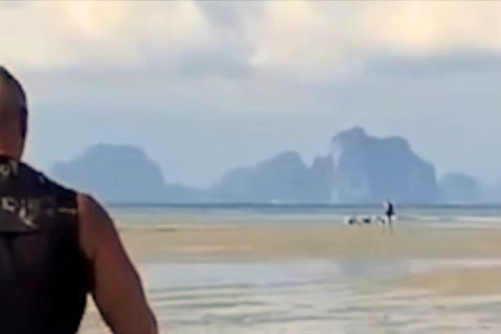 Thaïlande : une femme gravement blessée après une attaque de chiens errants