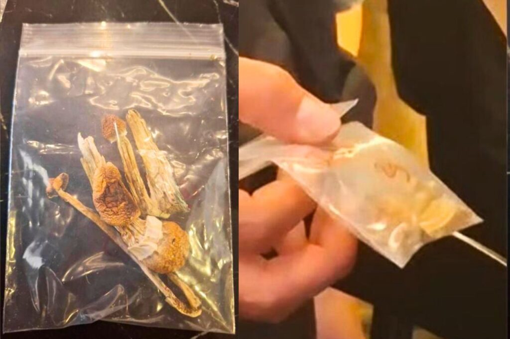 Champignons magiques saisis dans la chambre d'hôtel d'un touriste britannique, décédé après en avoir consommé à Chiang Mai