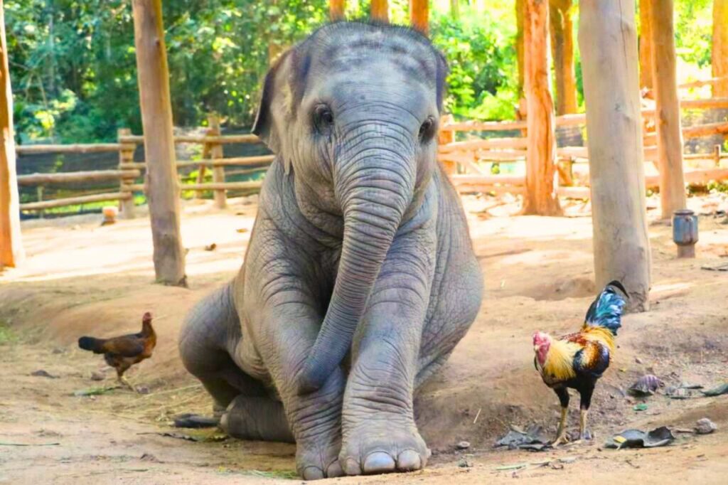 Insolite : une amitié improbable entre un éléphant et un coq en Thaïlande