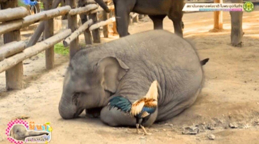 Insolite : une amitié improbable entre un éléphant et un coq en Thaïlande