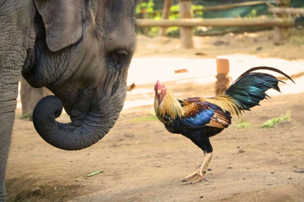 Insolite : une amitié improbable entre un éléphant et un coq en Thaïlande