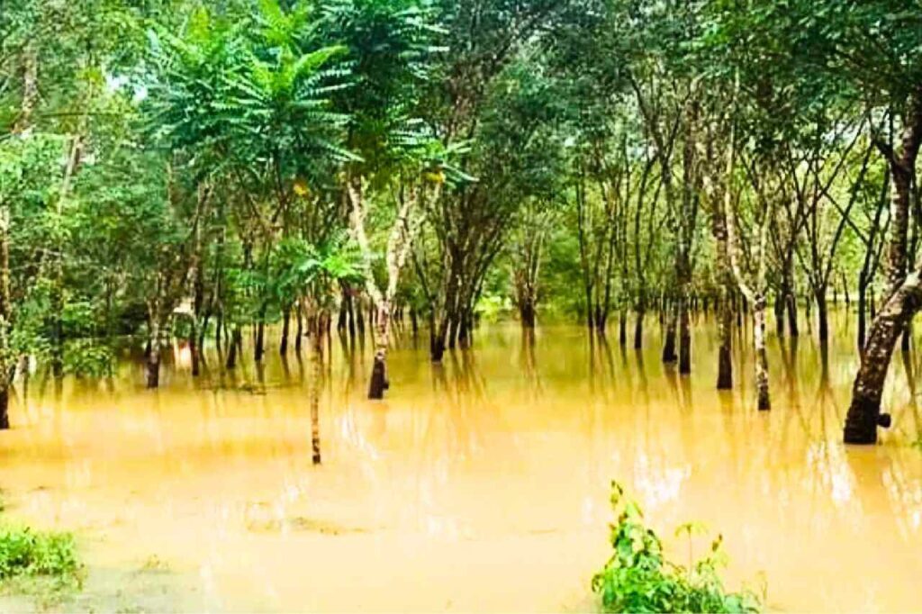 Thaïlande : les inondations dévastent les plantations de caoutchouc dans le sud