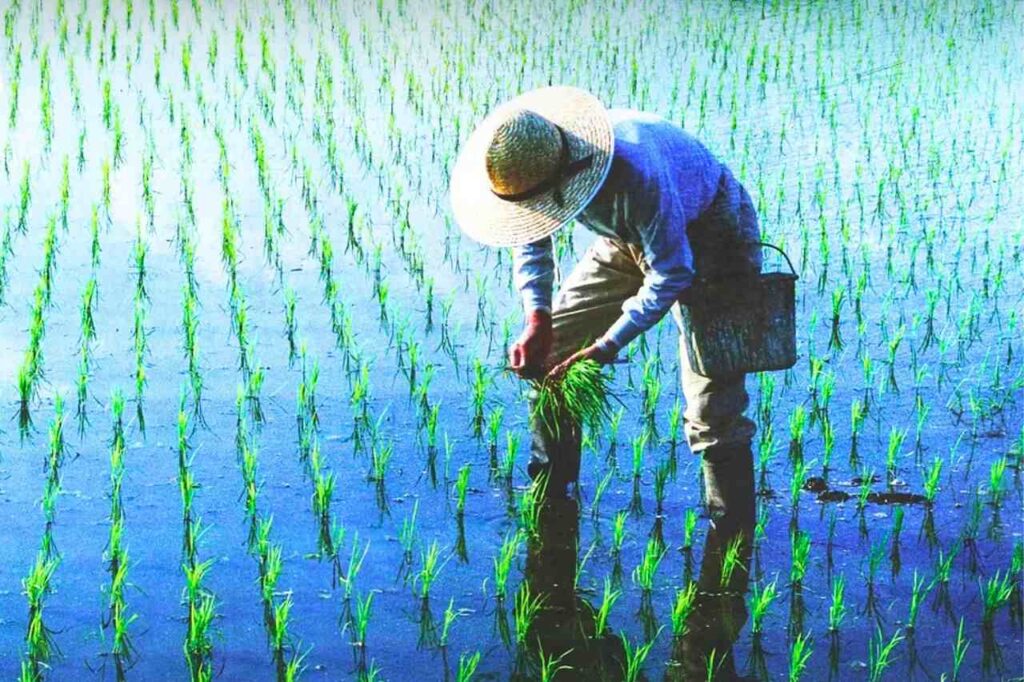 Les rendements en riz de la Thaïlande sont très inférieurs à ceux d'autres pays