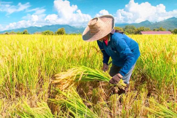 La Thaïlande face à la chute des prix du riz : enjeux et mesures d&rsquo;urgence