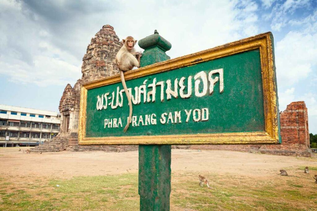 Thaïlande : un touriste suédois mordu par un singe à Lop Buri 5 Thaïlande : un touriste suédois mordu par un singe à Lop Buri