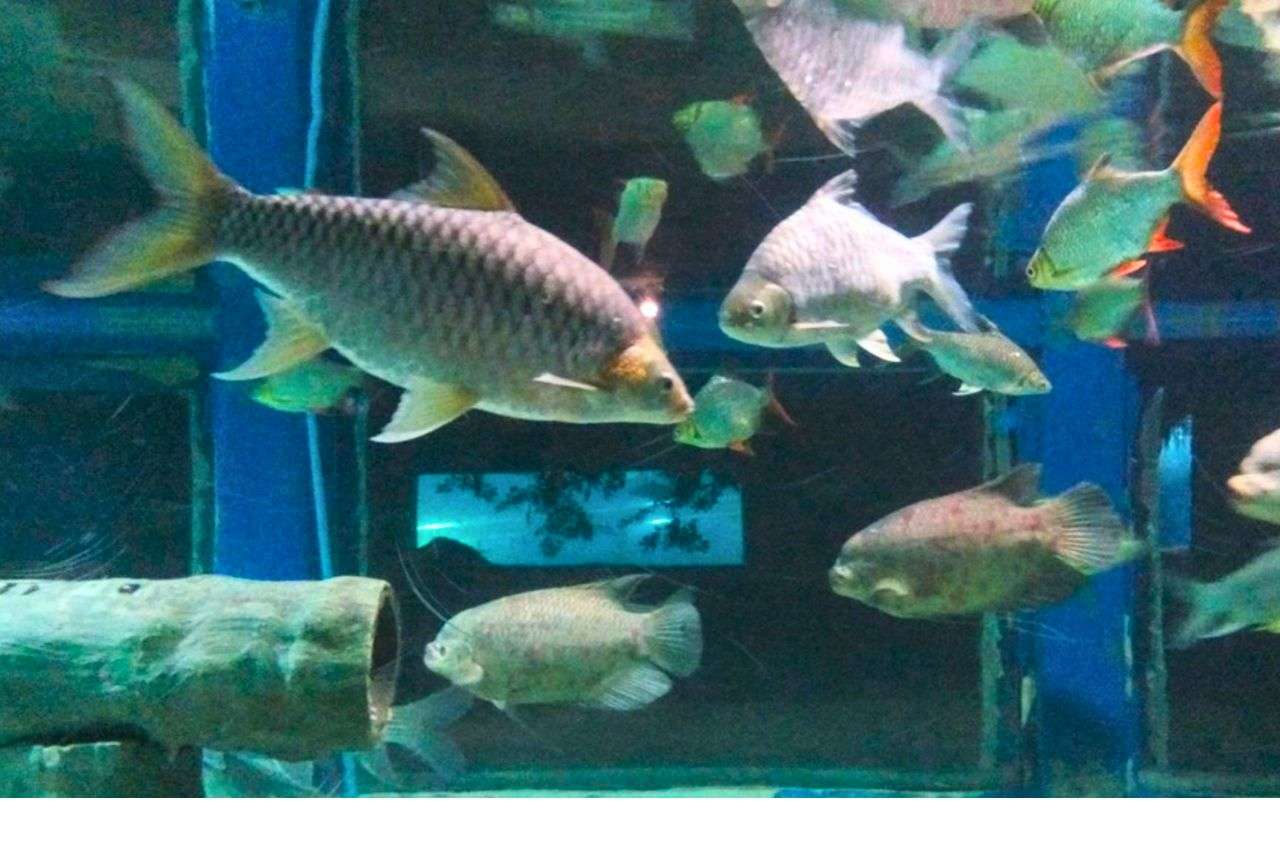 Découvrez les plus beaux aquariums de Thaïlande : un guide complet