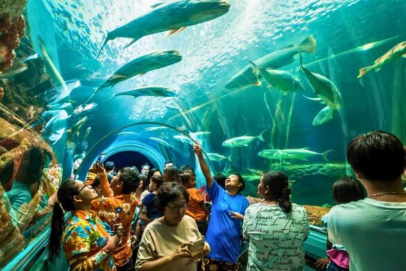 Découvrez les plus beaux aquariums de Thaïlande : un guide complet