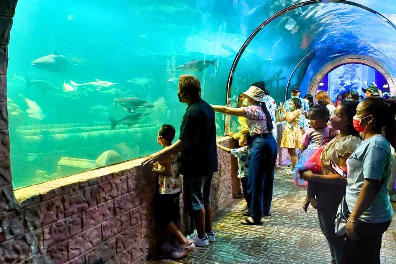 Découvrez les plus beaux aquariums de Thaïlande : un guide complet