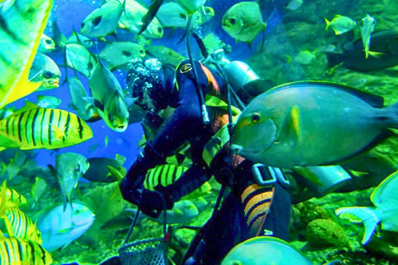 Découvrez les plus beaux aquariums de Thaïlande : un guide complet