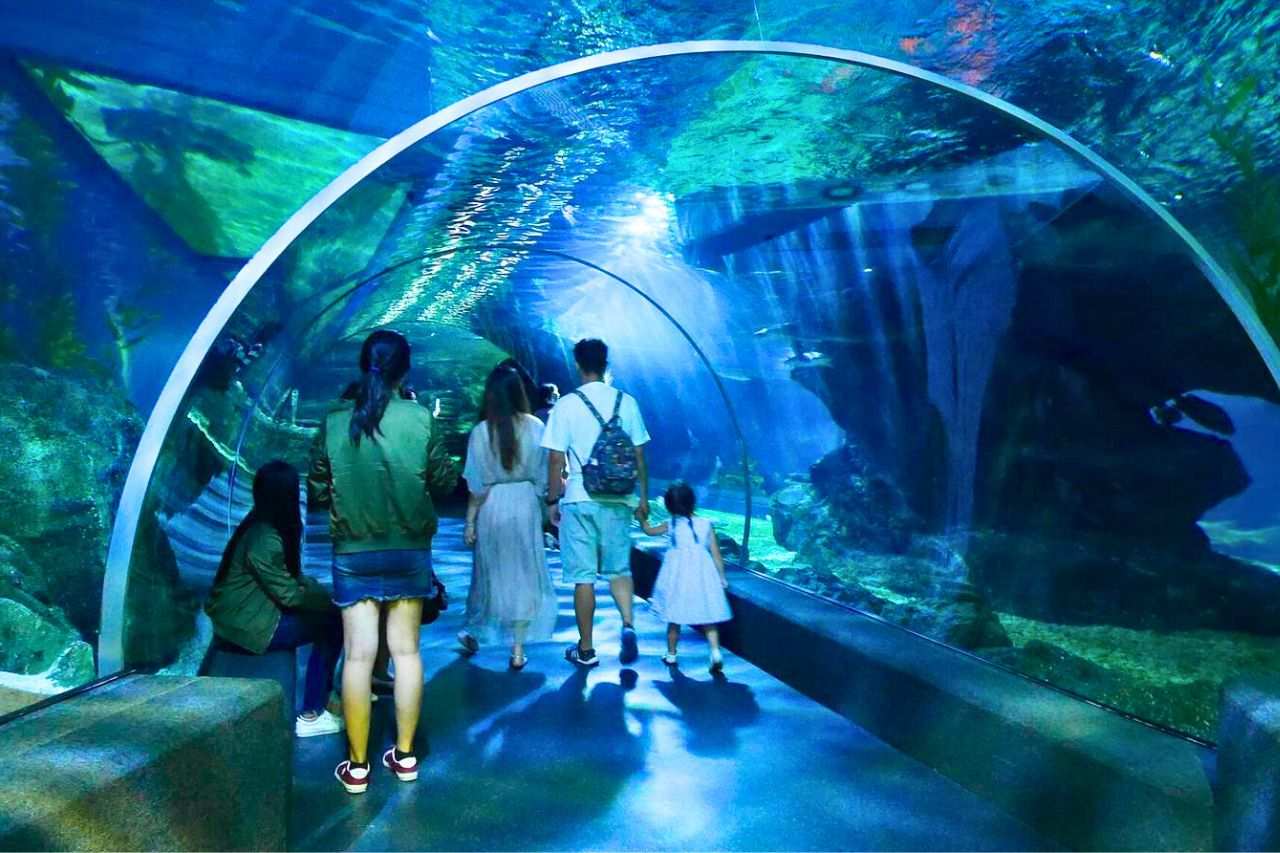 Découvrez les plus beaux aquariums de Thaïlande : un guide complet