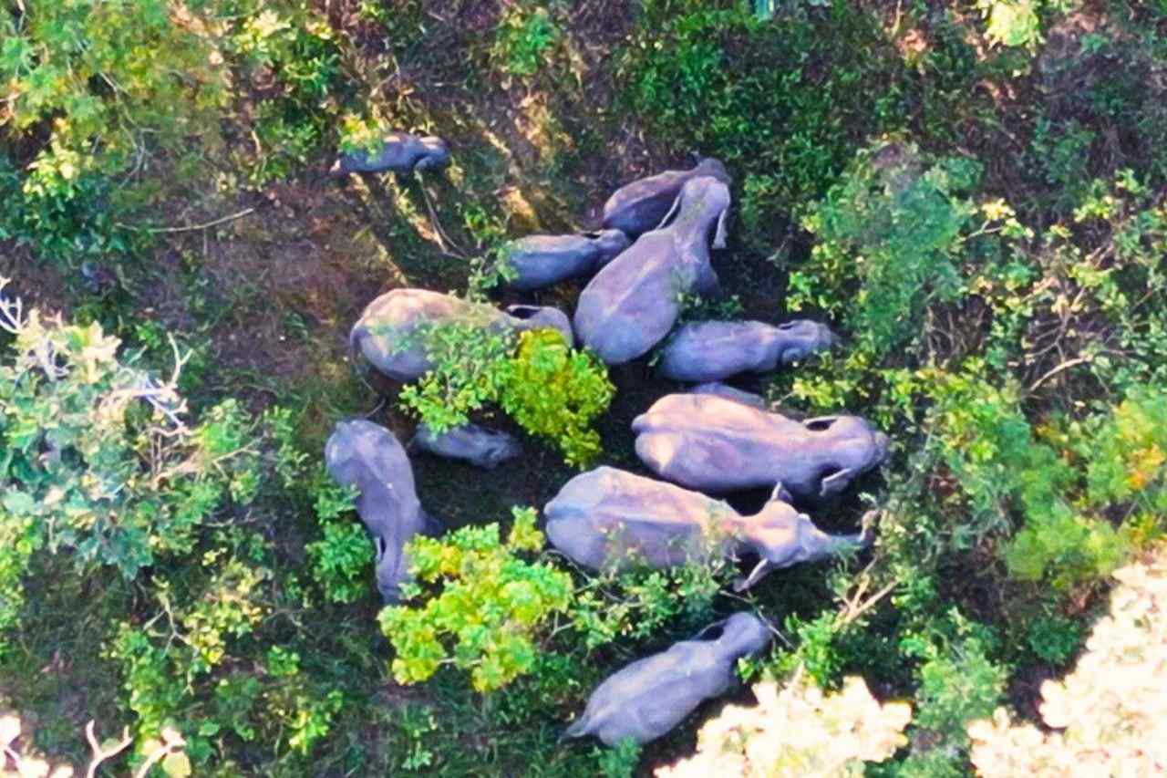 Un troupeau d'éléphants sauvages se nourrit dans la région de Ban Wang Din So, dans le sous-district de Wang Takhian dans la province de Prachin Buri