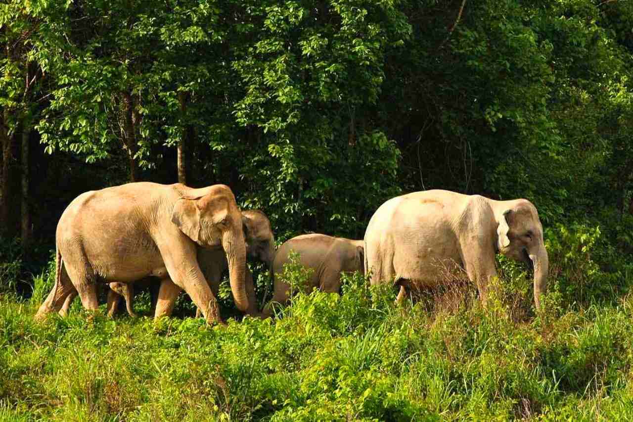 Troupeau d'éléphants sauvages en Thaïlande
