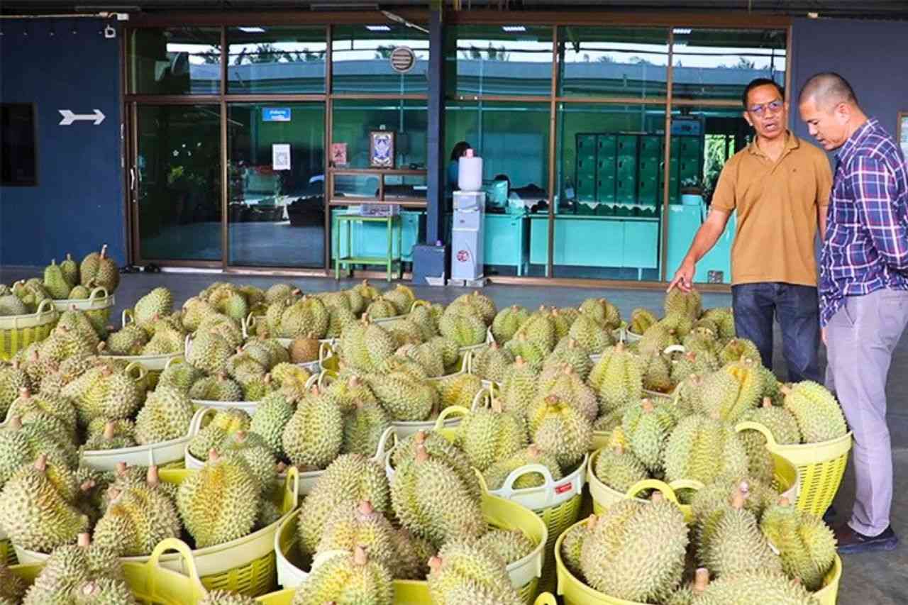 Crise des durians en Thaïlande : plus de 100 conteneurs rejetés par la Chine