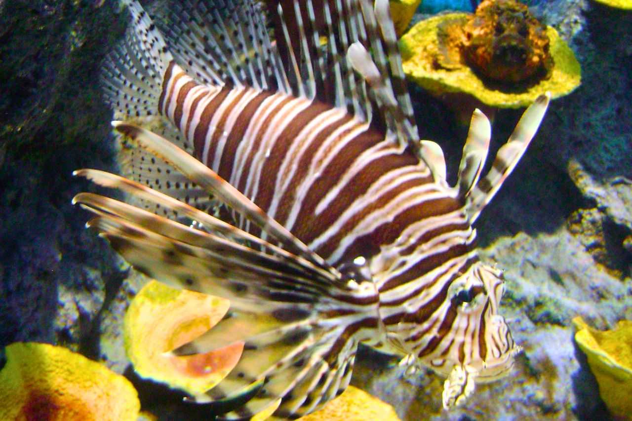 Découvrez les plus beaux aquariums de Thaïlande : un guide complet