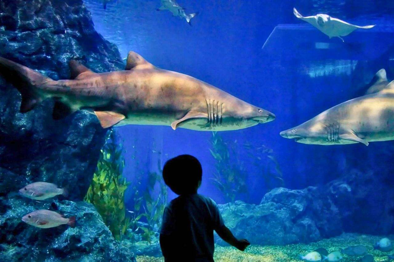 Découvrez les plus beaux aquariums de Thaïlande : un guide complet