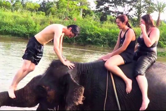 Ferme d&rsquo;éléphants de Patara, devenez cornac pour un jour à Chiang Mai