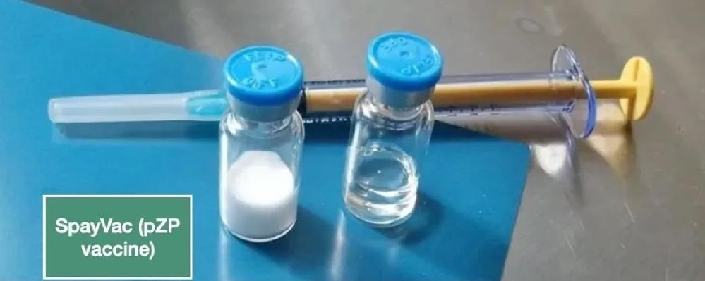 Le vaccin contraceptif pour éléphant SpayVac®
