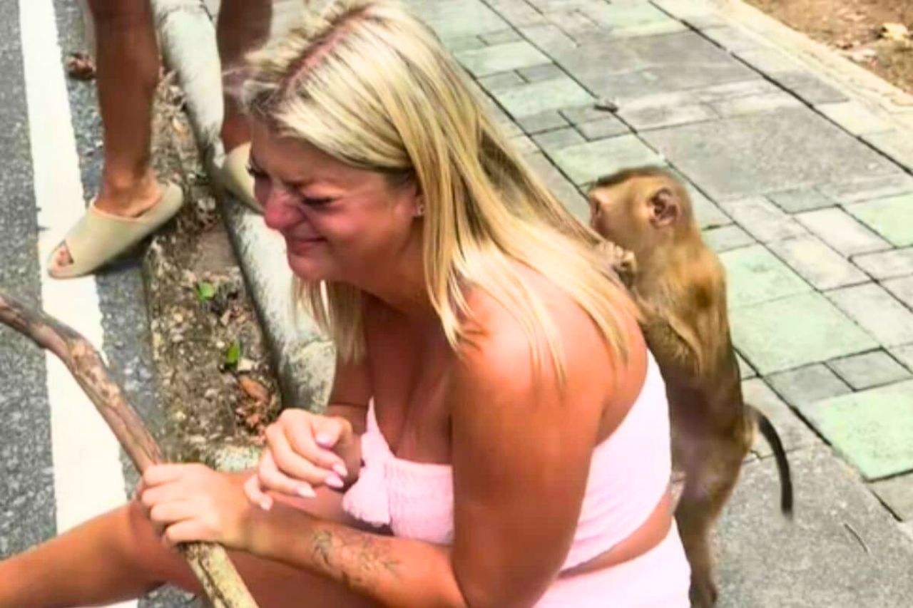 Thaïlande : un singe vole le téléphone d'une touriste française et fait un selfie