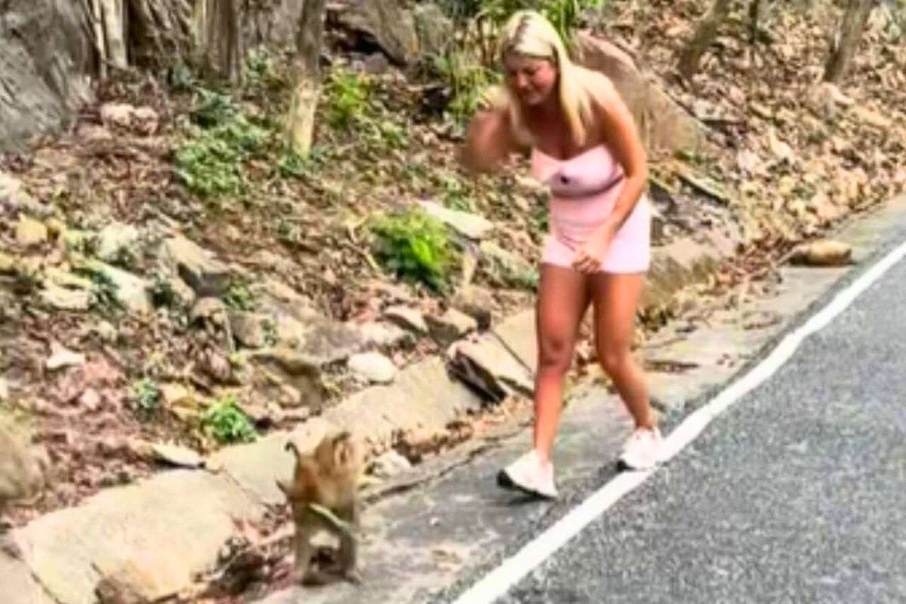 Thaïlande : un singe vole le téléphone d'une touriste française et fait un selfie