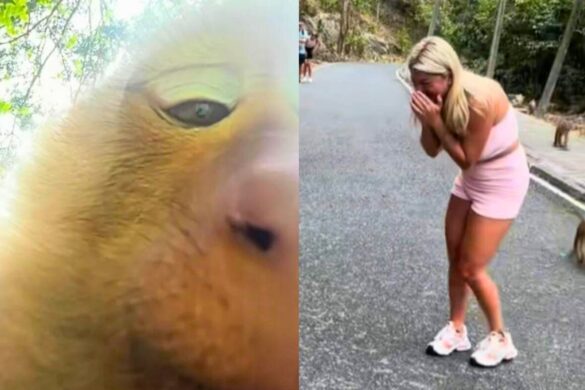 Thaïlande : un singe vole le téléphone d&rsquo;une touriste française et fait un selfie