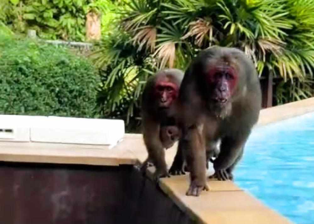 Thaïlande : des singes chassent un touriste terrifié hors de la piscine 4 Thaïlande : des singes chassent un touriste terrifié hors de la piscine