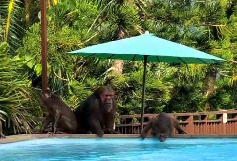 Thaïlande : des singes chassent un touriste terrifié hors de la piscine 5 Thaïlande : des singes chassent un touriste terrifié hors de la piscine