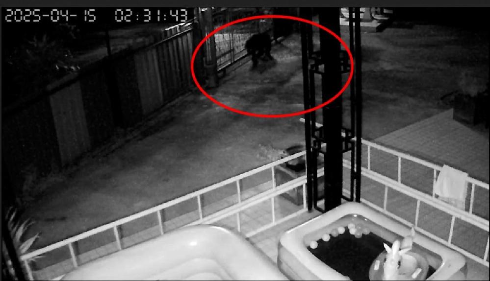 Un ours noir sème la panique dans un village de Thaïlande lors du Songkran