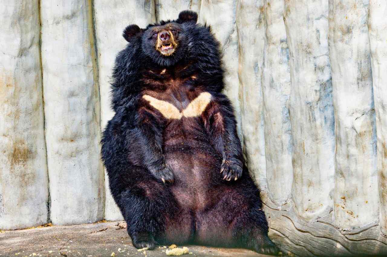 Un ours noir sème la panique dans un village de Thaïlande lors du Songkran